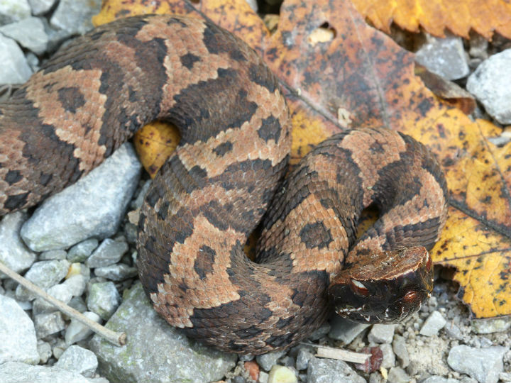 Western Cottonmouth